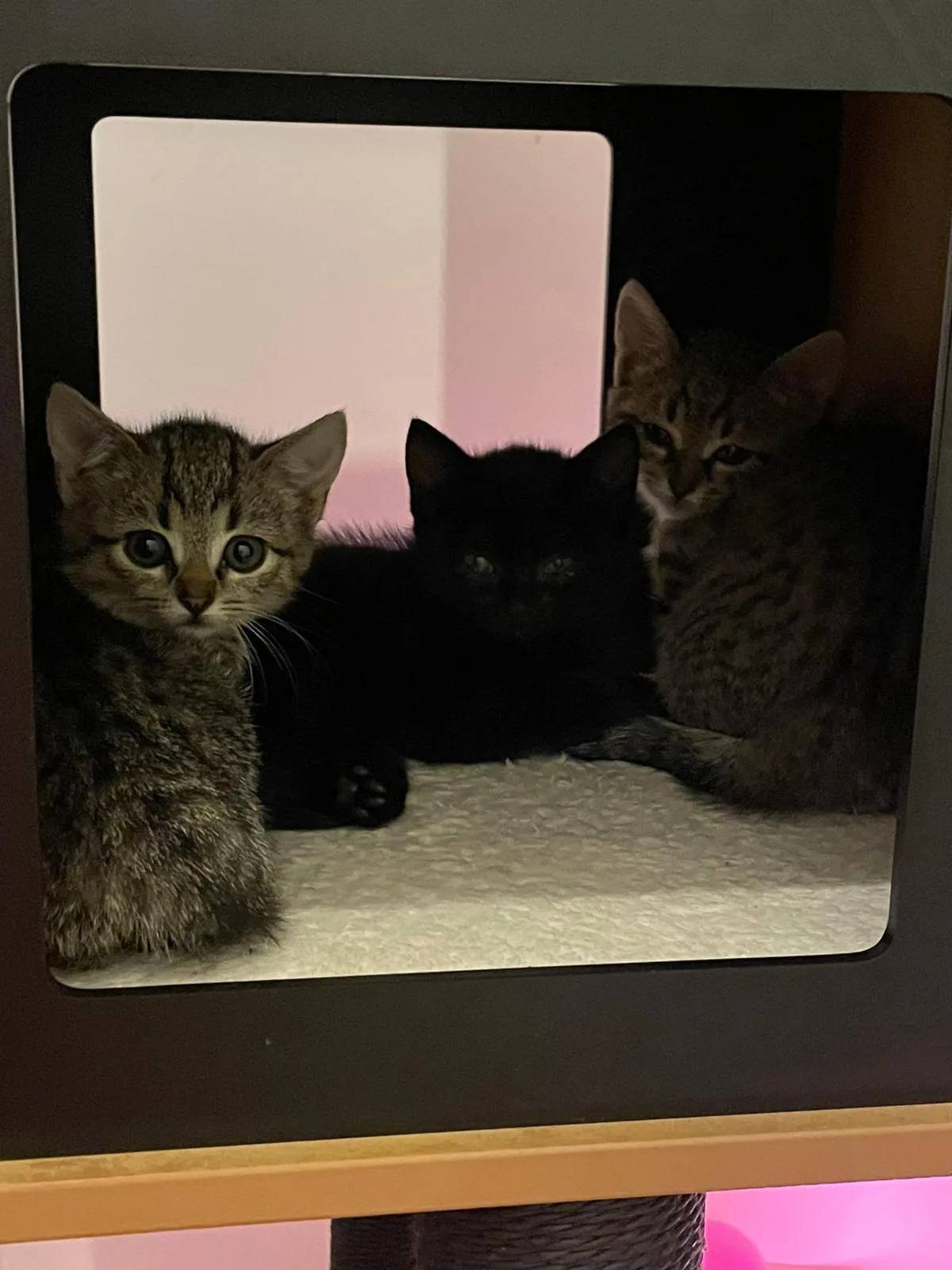 🐾 Vier kleine Seelen auf der Suche nach ihrem Glück 🐾