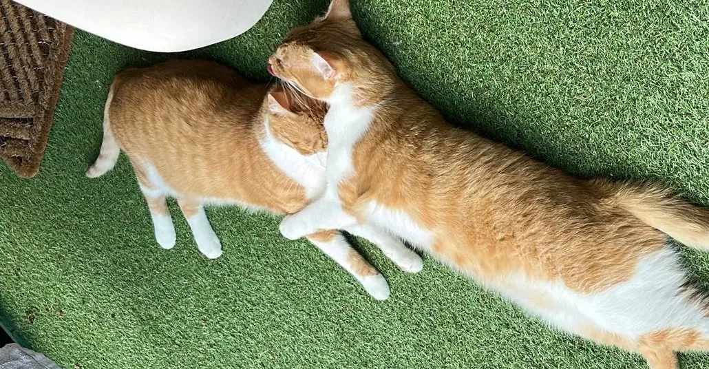 🐾 Zuhause gesucht für Jogi & Fighter 🐾