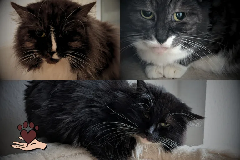 Scheue Schönheiten suchen geduldige Herzen – Inky, Minky & Carly