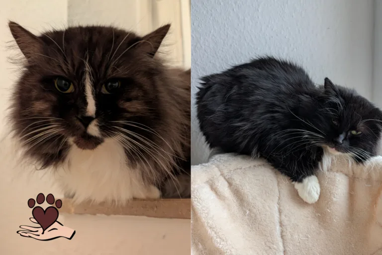 Scheue Schönheiten suchen geduldige Herzen – Inky & Minky