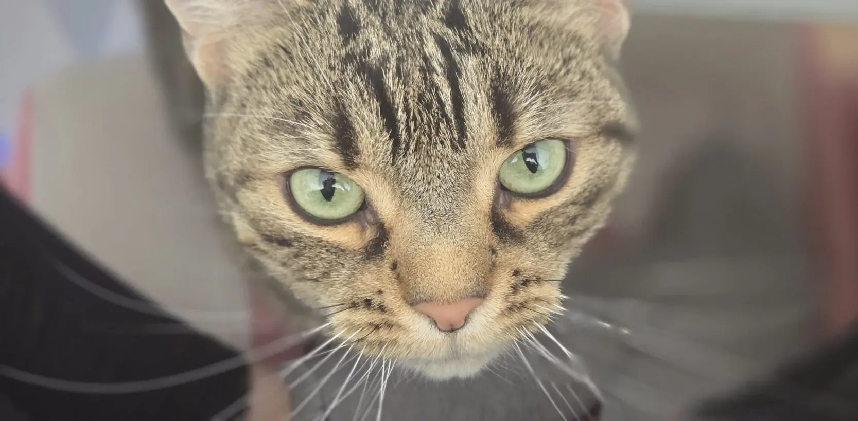 Vermittlungshilfe für Mal (ca. 4 Jahre)