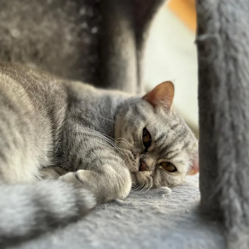 Vermittlungshilfe Tiger & Nala