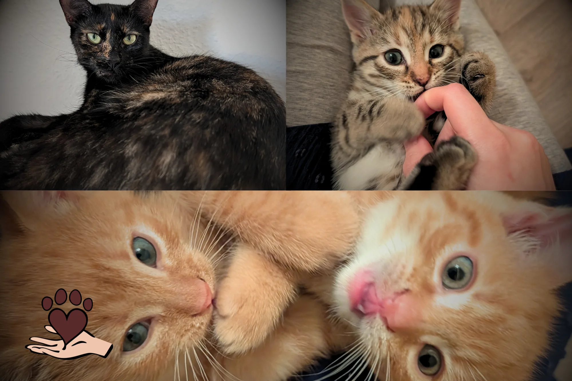 Mama Smoky & ihre drei Wirbelwinde suchen ein Zuhause