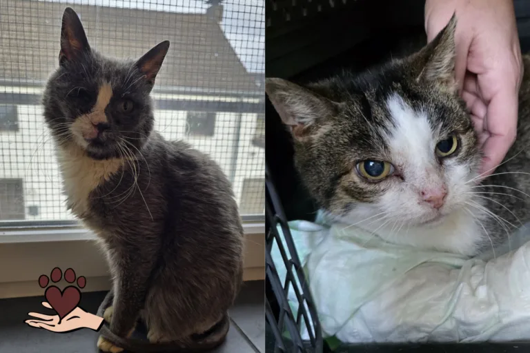 Adonis und Grey sind bereit für ihr Zuhause