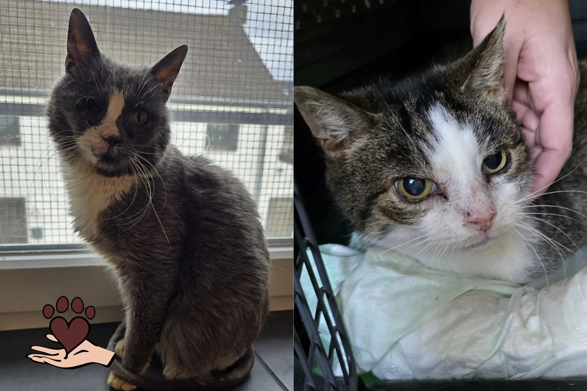 Adonis und Grey sind bereit für ihr Zuhause