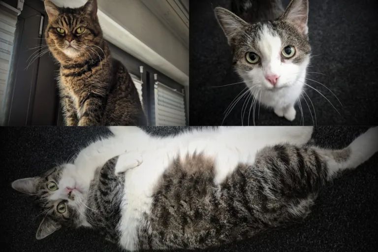 Vermittlungshilfe von 3 Schönheiten