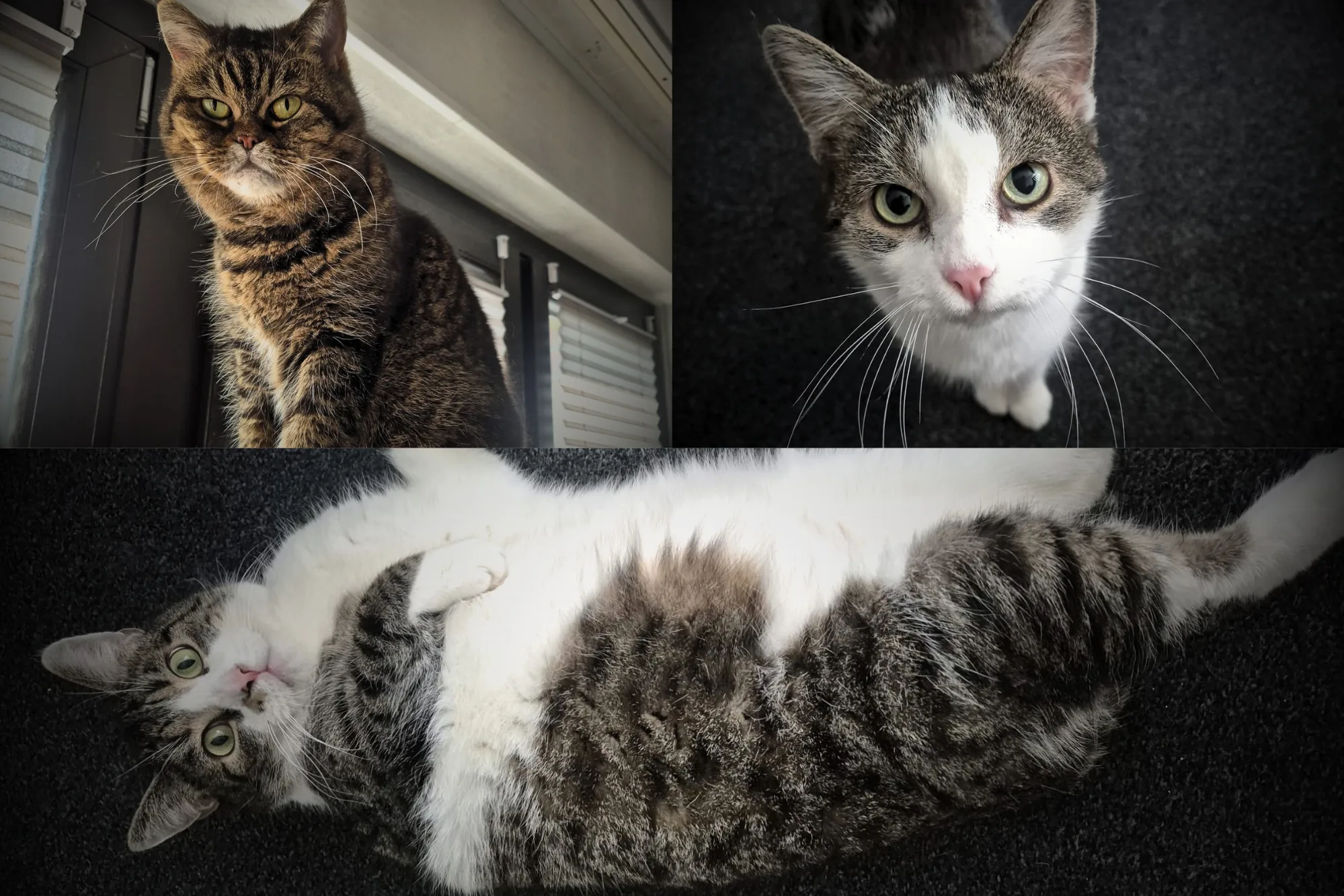 Vermittlungshilfe von 3 Schönheiten