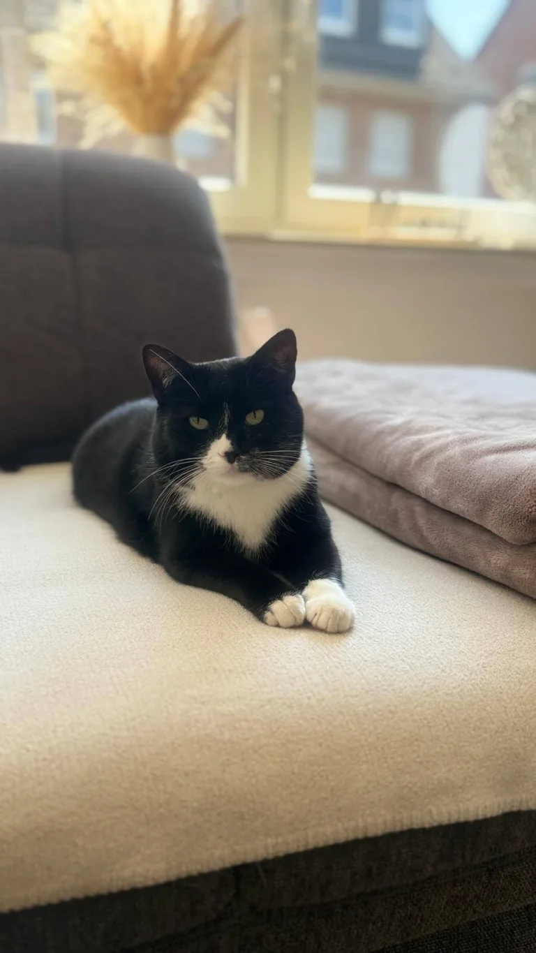 Vermittlungshilfe von 8-jährigem Katzen-Geschwisterpaar