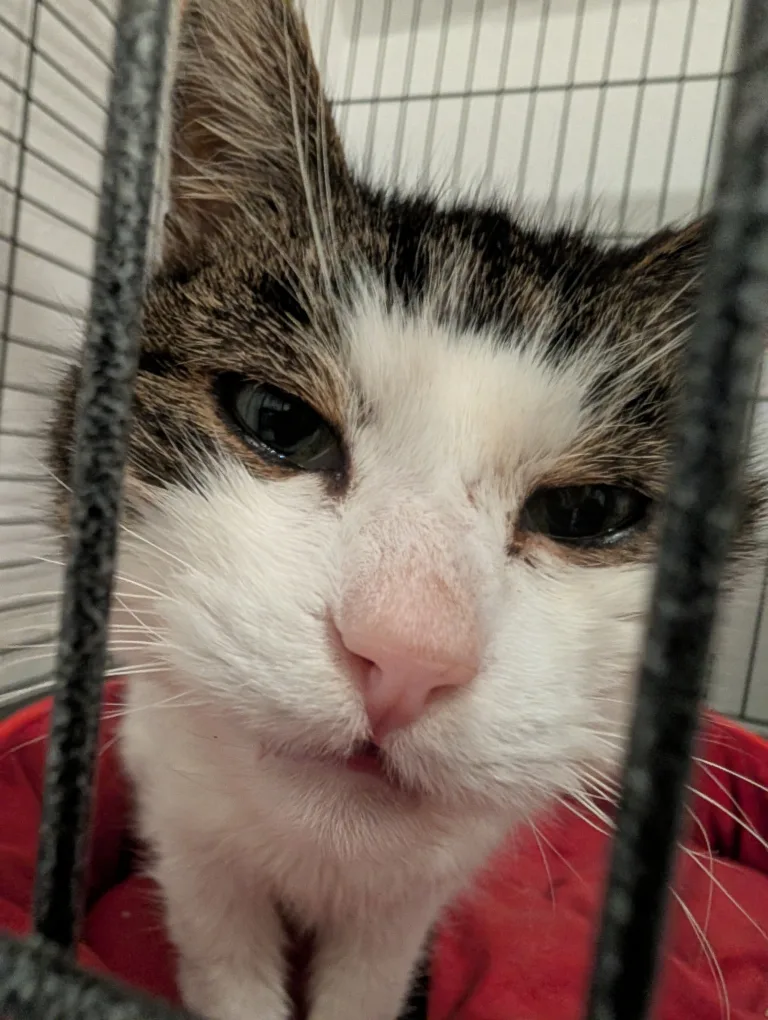 Patenschaft für Opi 🐾