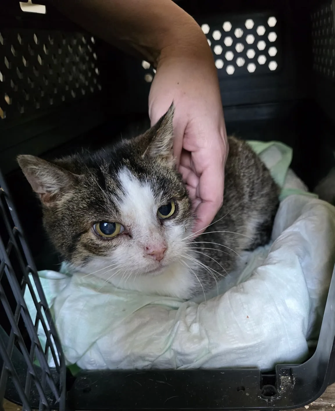 Adonis ist bereit für sein Zuhause