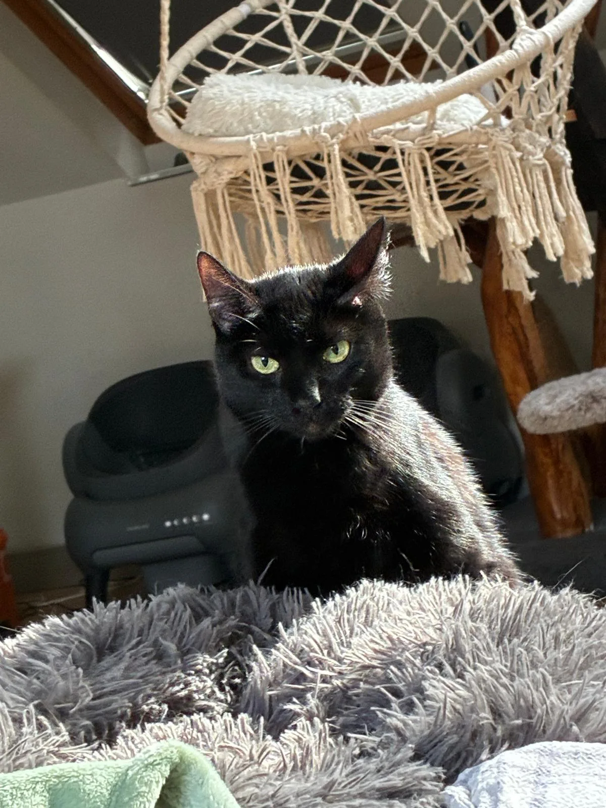 JD sucht ein ruhiges Zuhause mit Katzenfreunden 🐾