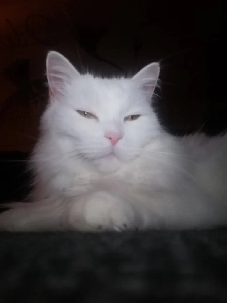 Vermittlungshilfe von Kater Mü