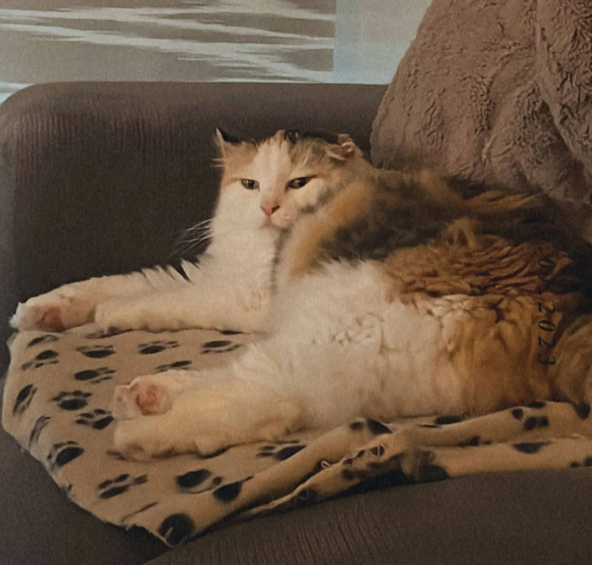 Vermittlungshilfe von Katze Lina