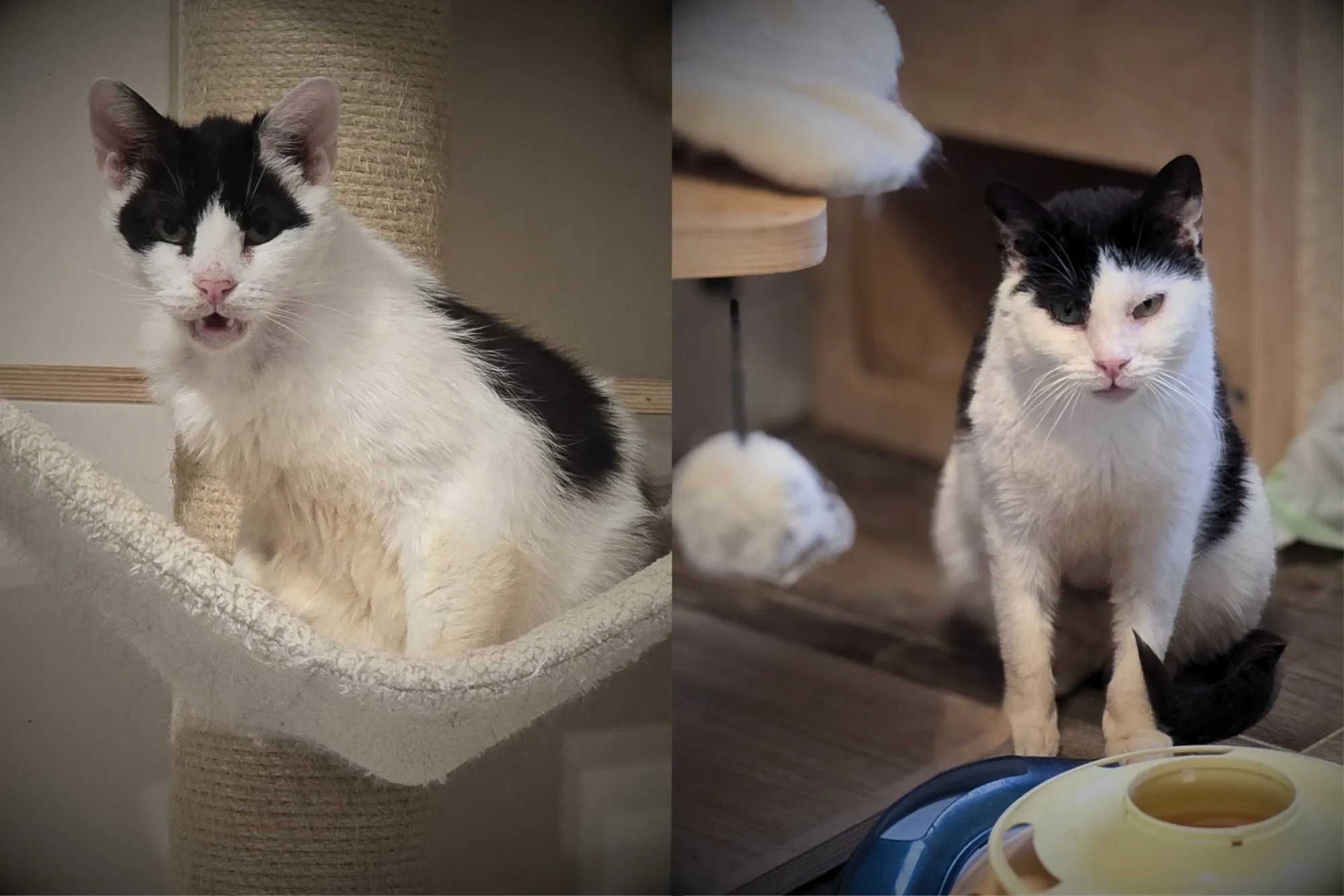 Flag & Pepe suchen ihr gemeinsames Zuhause 💛