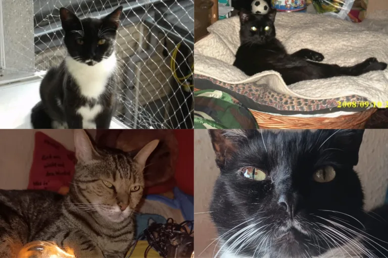 🐾 Vermittlungshilfe – 4 Katzen suchen dringend ein neues Zuhause 💔