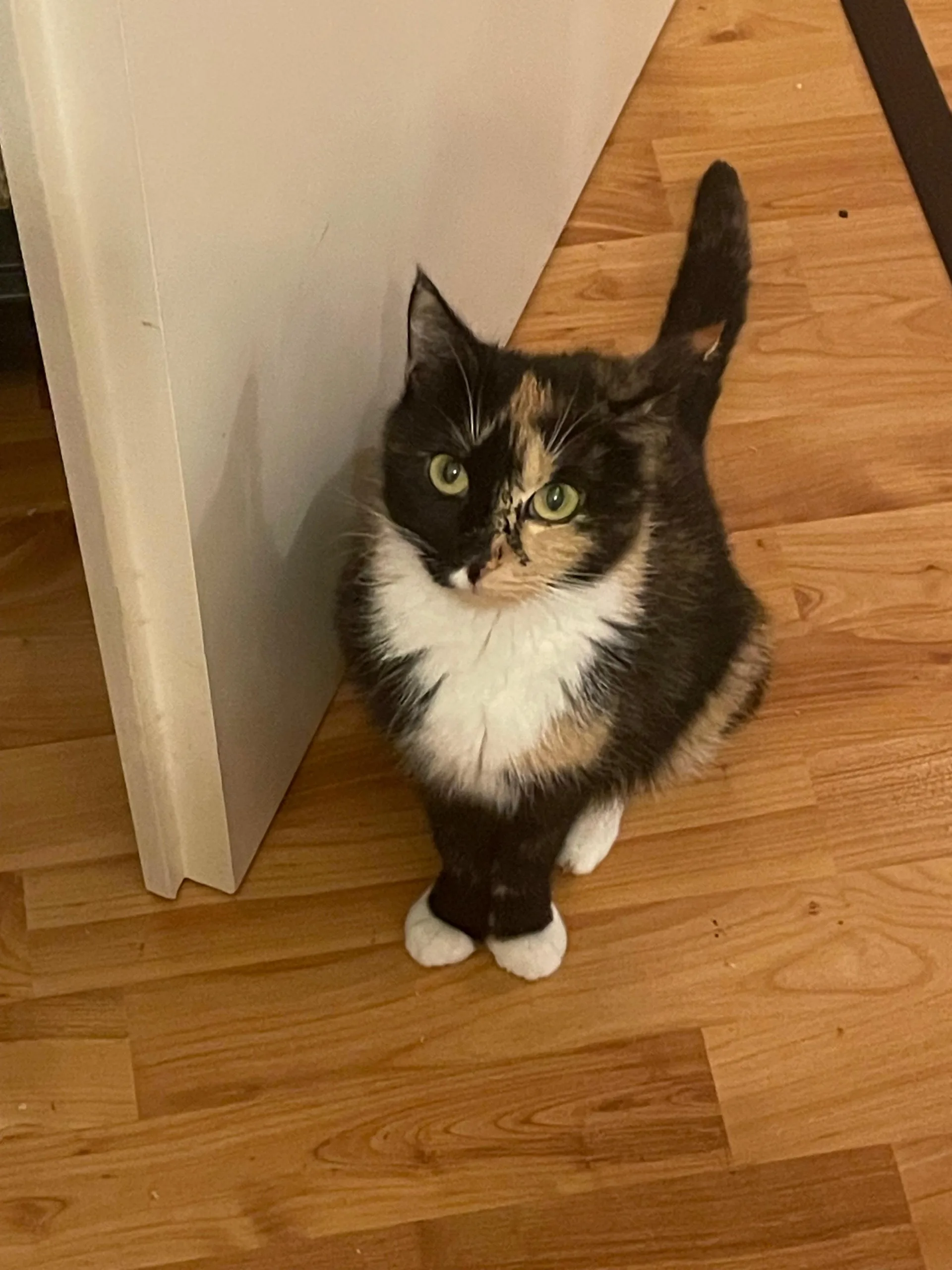 🐾 Mama Dori sucht ihr Zuhause 💕🖤🤍