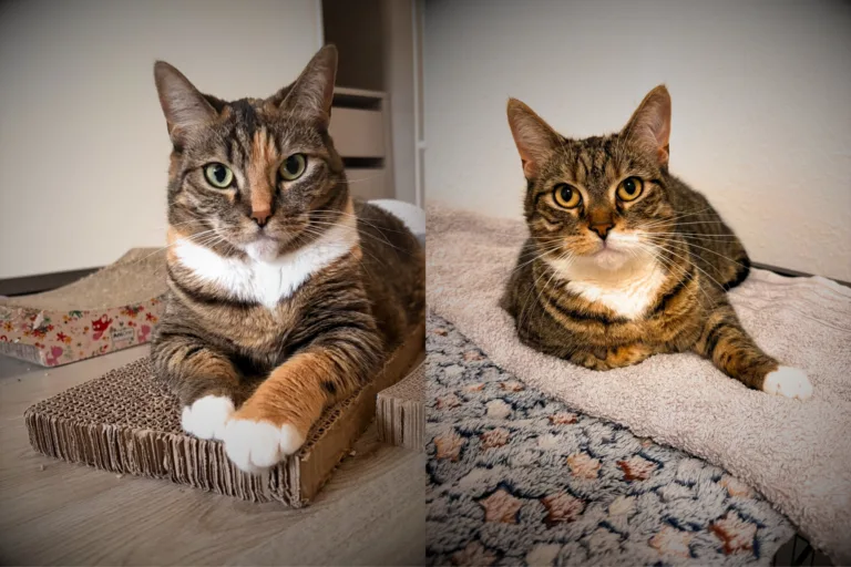 🐾 Peterchen & Anneliese suchen gemeinsam ihr Für-immer-Zuhause 💛