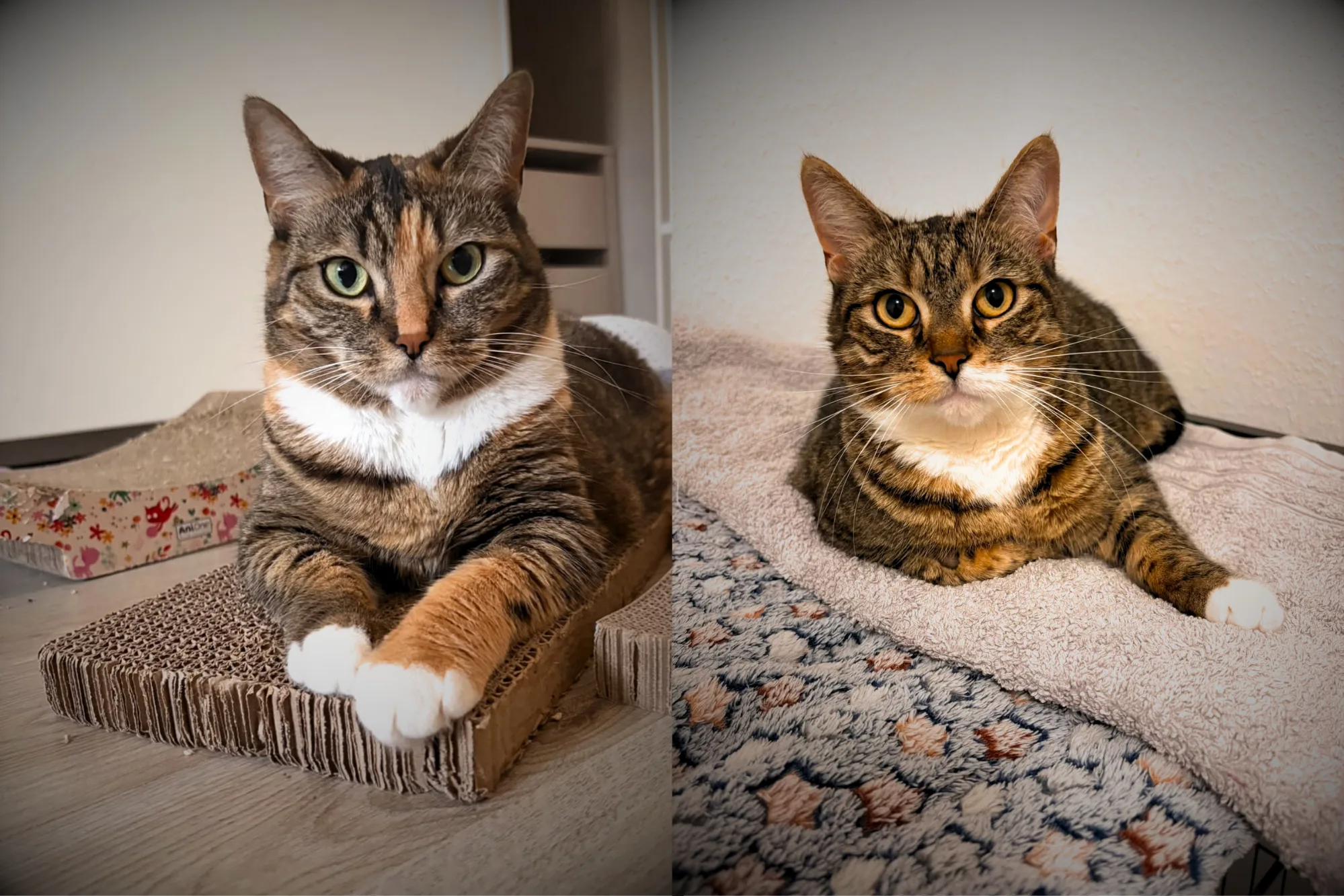 🐾 Peterchen & Anneliese suchen gemeinsam ihr Für-immer-Zuhause 💛