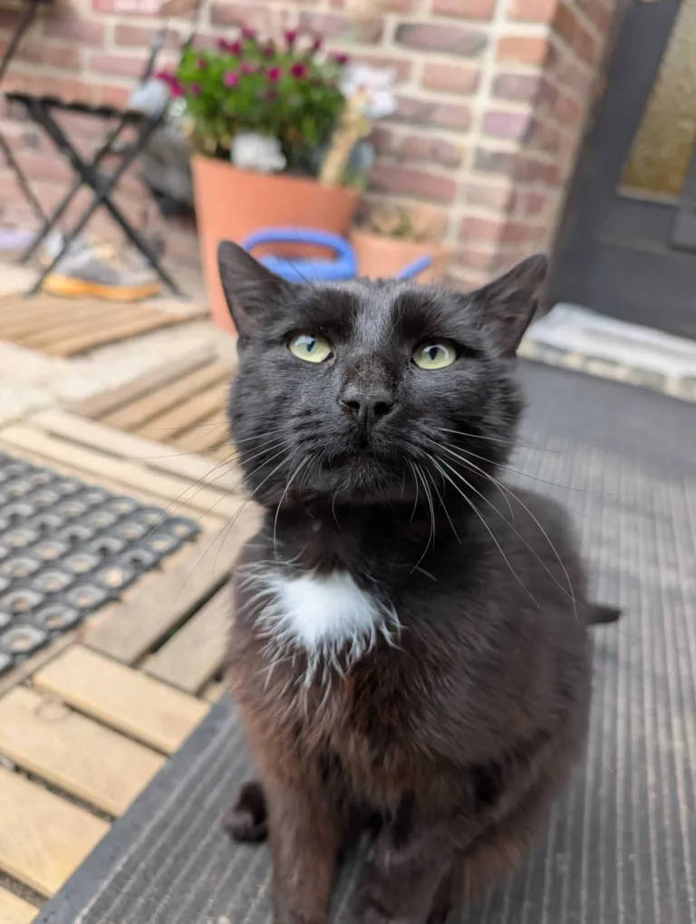🐈‍⬛ Kater Loki sucht sein Zuhause 🐱