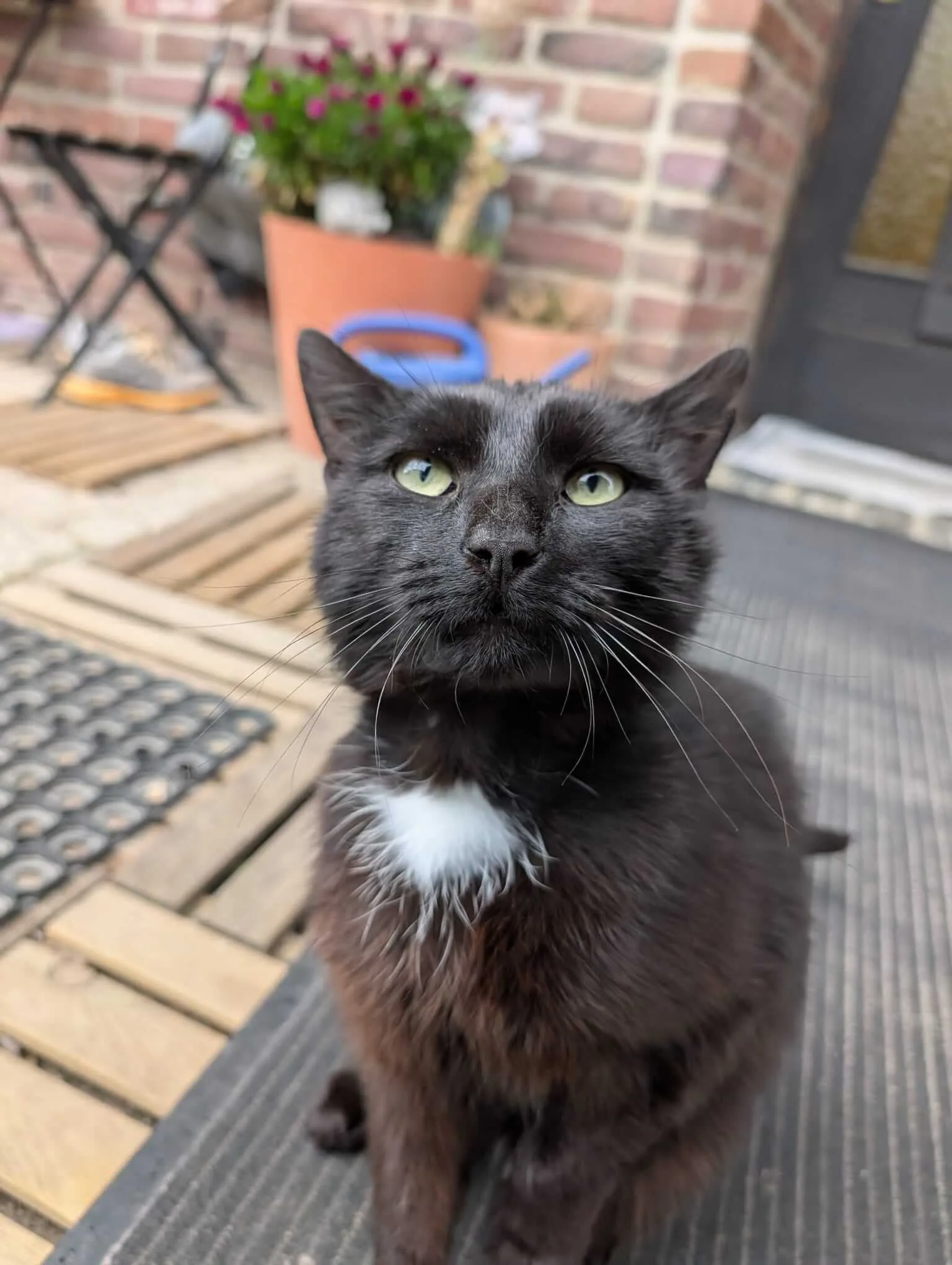 🐈‍⬛ Kater Loki sucht sein Zuhause 🐱