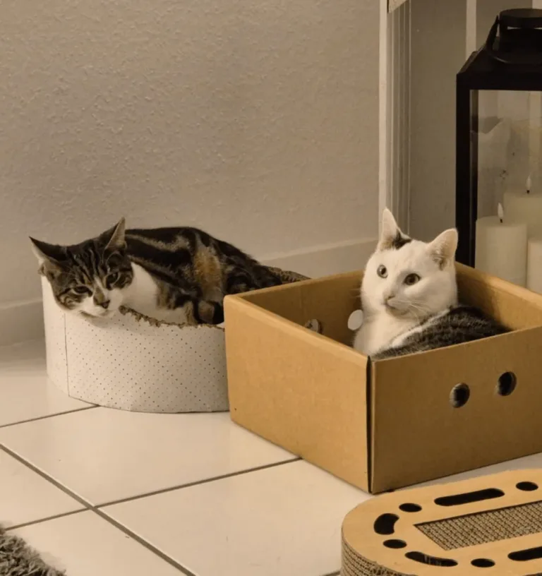 Vermittlungshilfe – Chino, Simon und OIiver