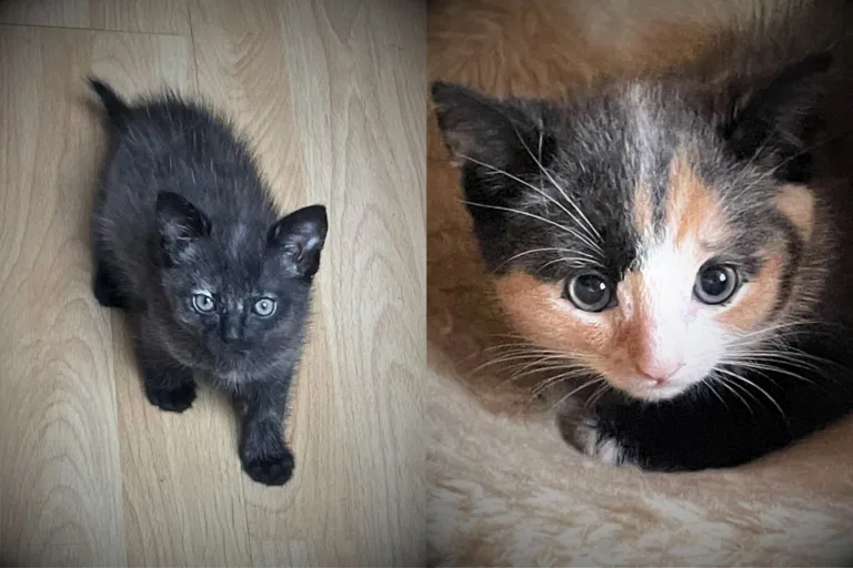 🧡🖤 Tayo & Juno suchen gemeinsam ihr Für-immer-Zuhause. 🐾