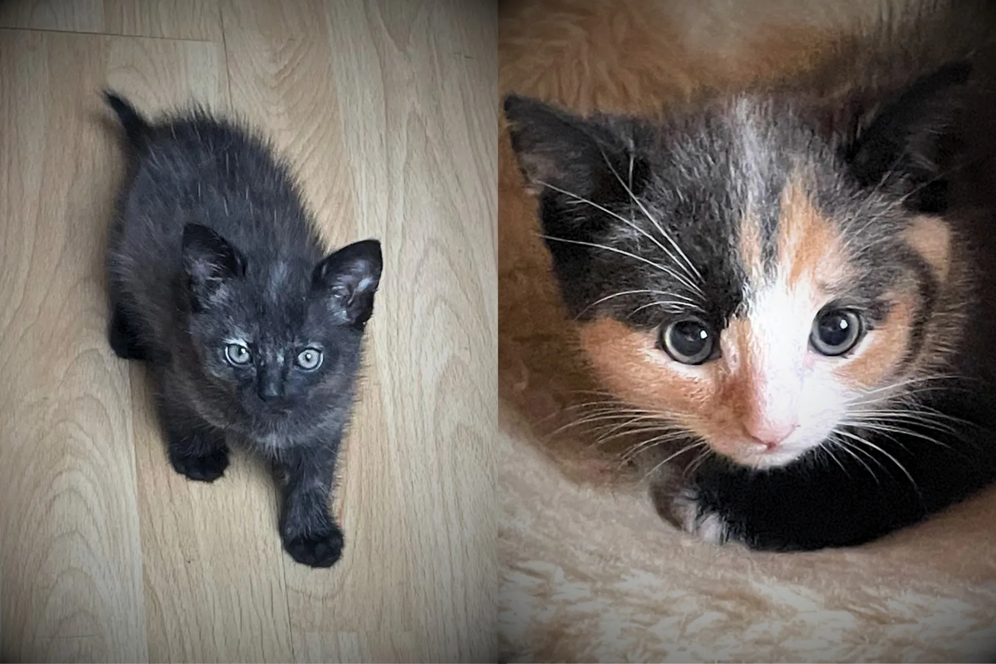 🧡🖤 Tayo & Juno suchen gemeinsam ihr Für-immer-Zuhause. 🐾