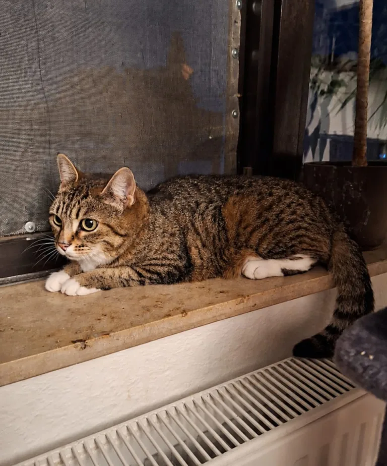 Lady Liona alias „Layli“ sucht ein Zuhause mit Herz und Geduld. 🐾🐅
