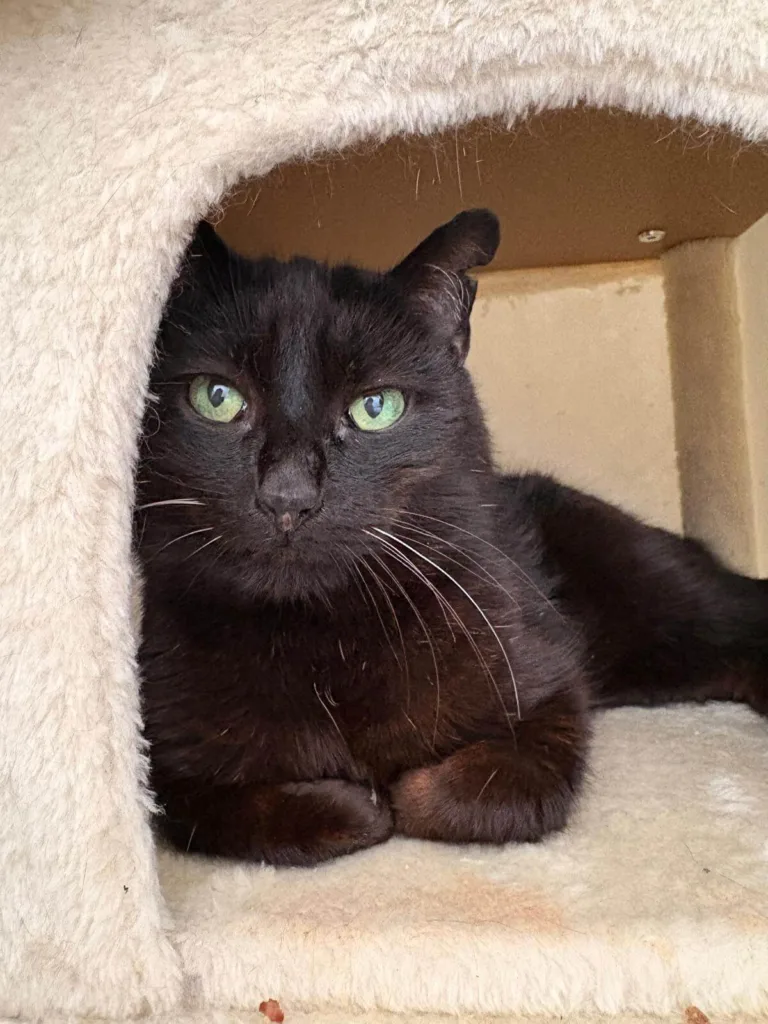 Schmusi: vom Straßenkater zum absoluten Herzenskater