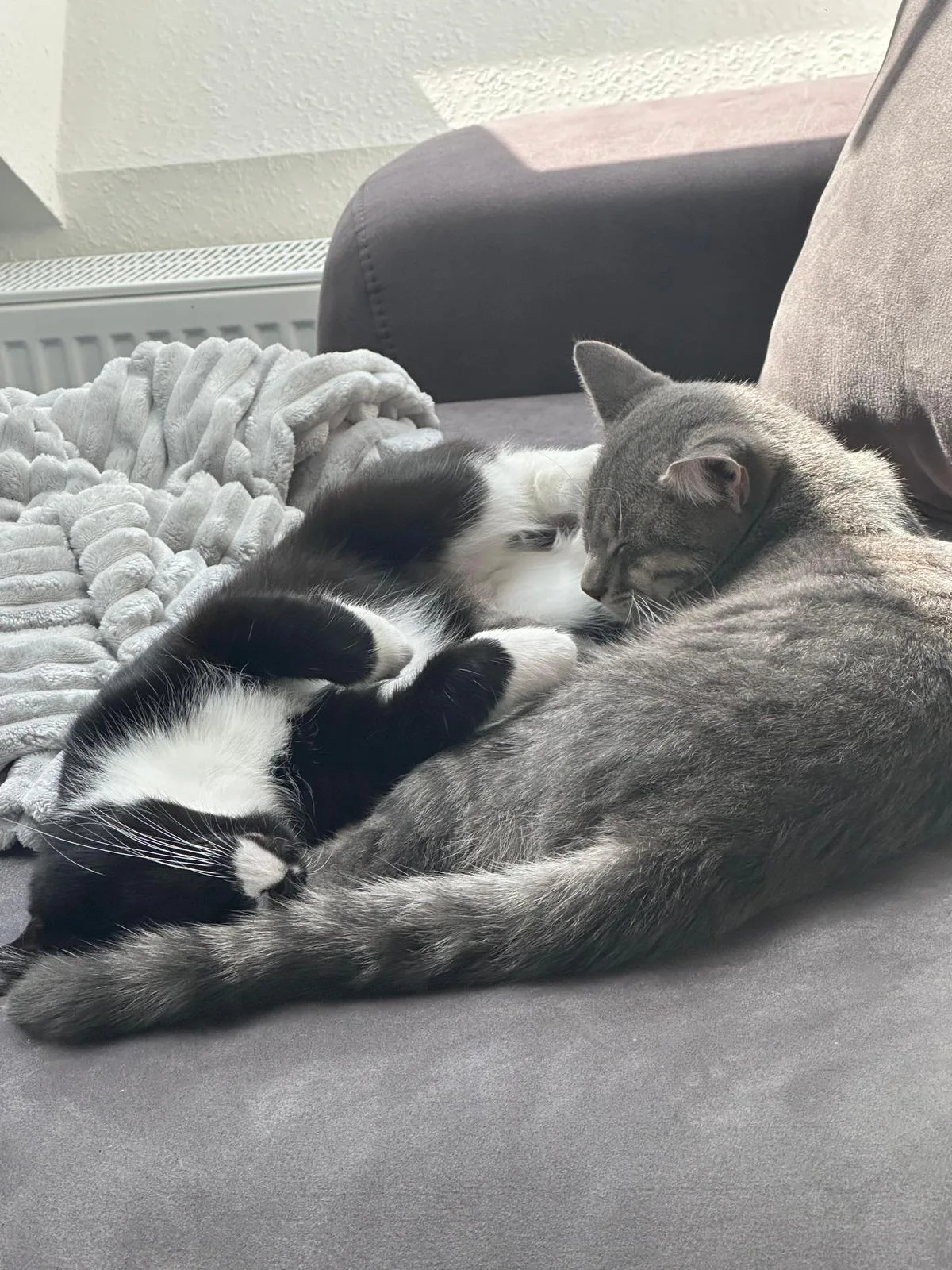 Sheyn & Salem suchen ein neues Zuhause 😺