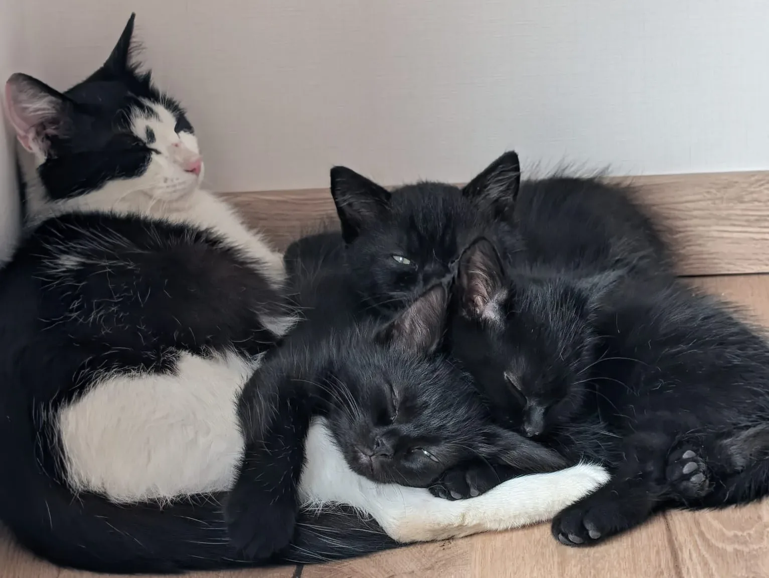 🐾 Mama Pina & ihre Rasselbande suchen ihr Glück 🖤 (9 Wochen)