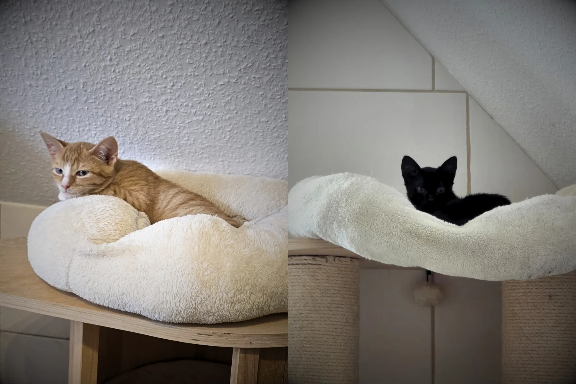 🍬🐾 Katjes & Haribo – zwei Gummibärchen suchen ihr Zuhause! 🐾🍬 (14 Wochen)
