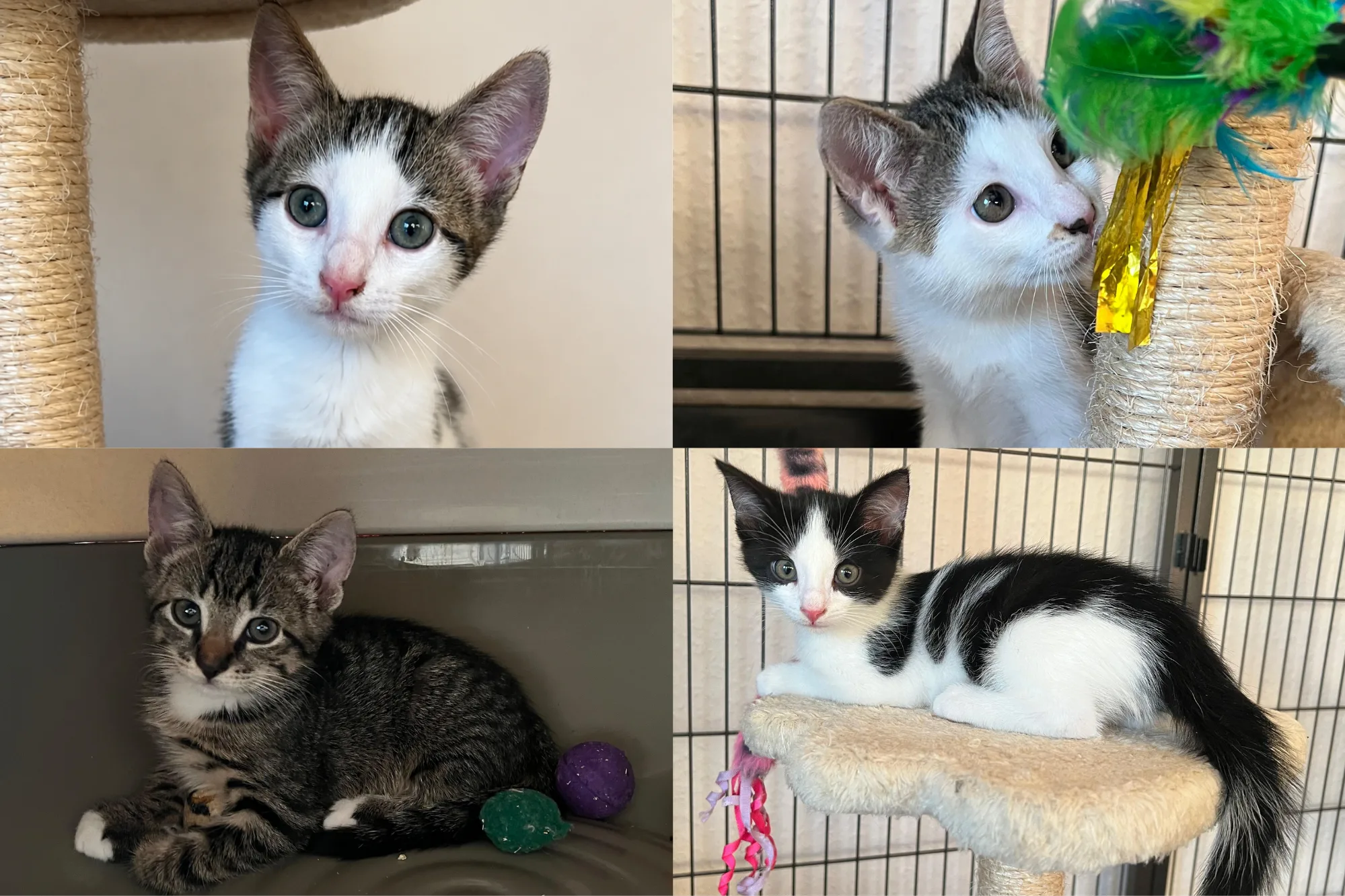 🐾 4 Muskekater suchen ihr Zuhause (12 Wochen)