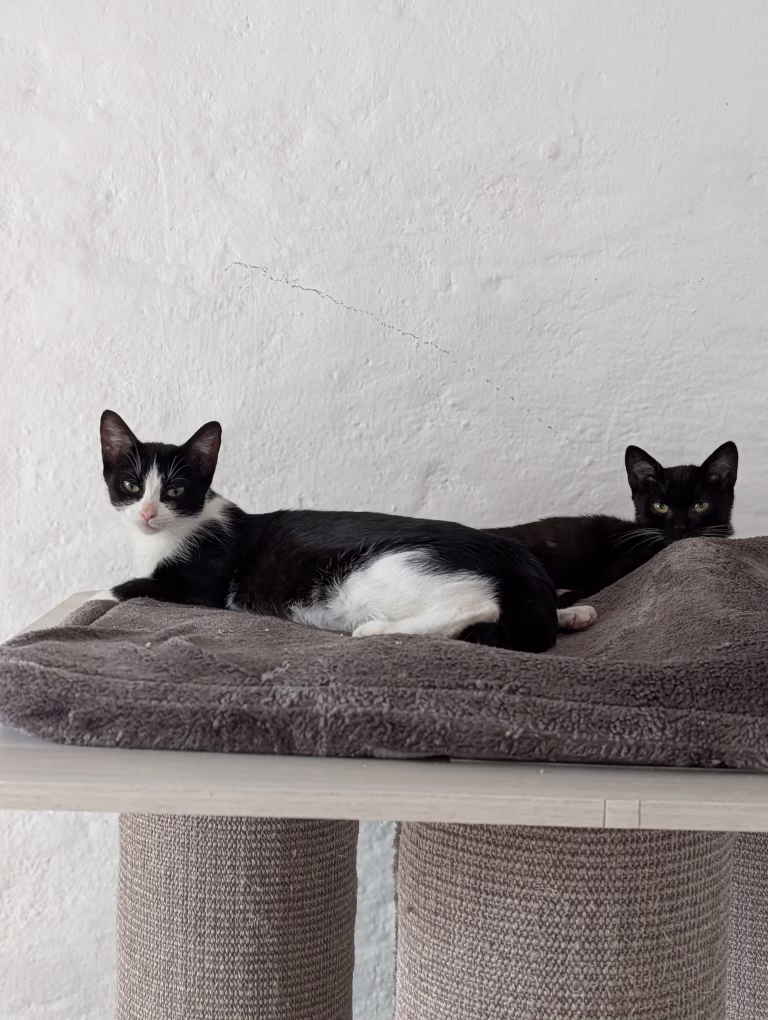 🐾❤️ Bamzi & Mama Snowy – zwei Herzen, die sich gefunden haben ❤️🐾