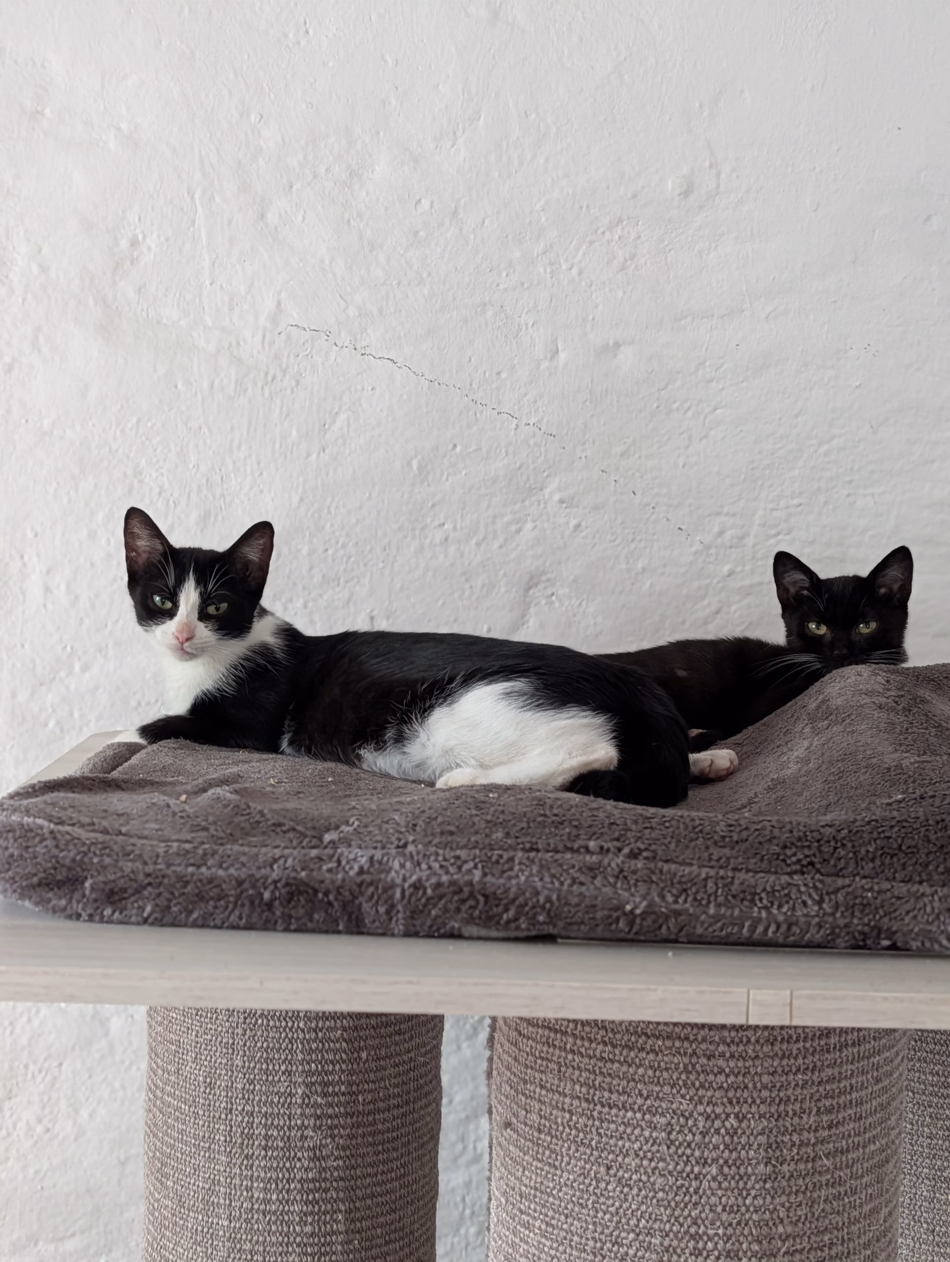 🐾❤️ Bamzi & Mama Snowy – zwei Herzen, die sich gefunden haben ❤️🐾
