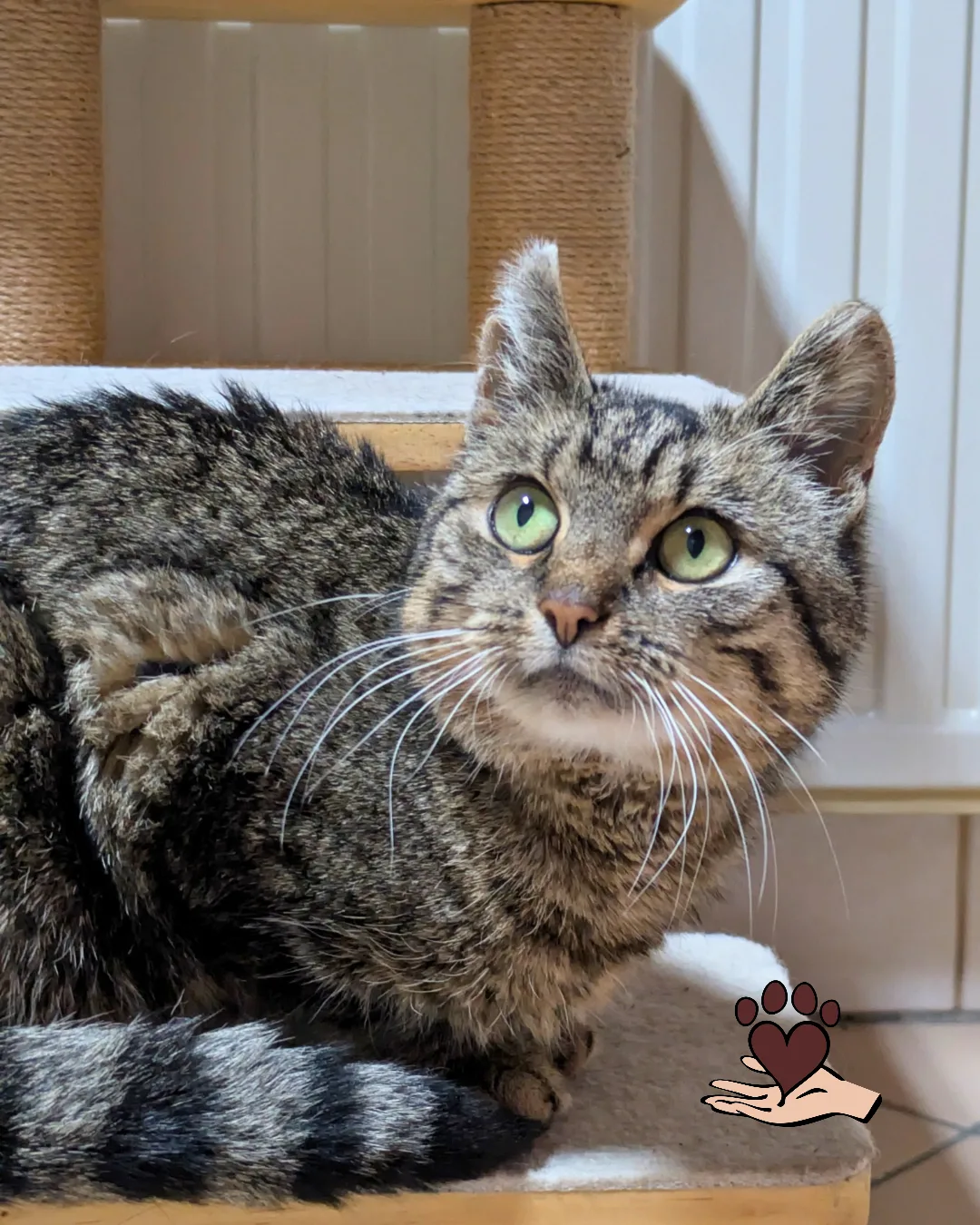Hallo, ich bin Katzendame Tiger!